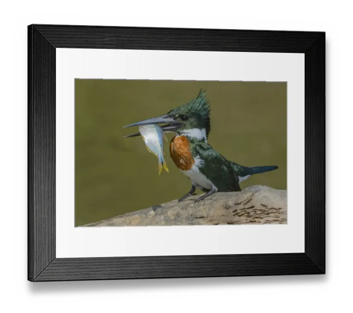 Framed Print : Amazon kingfisher (Chloroceryle amazona) with fish, Cuiaba, Pantanal Matogrossense National Park Framed Print : Amazon kingfisher (Chloroceryle amazona) with fish, Cuiaba, Pantanal Matogrossense National Park