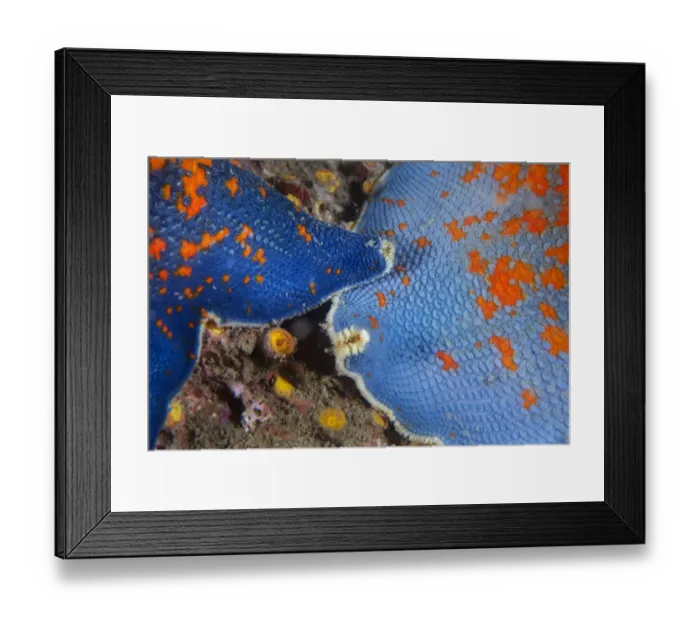 Framed Print : Blue bat star (Patiria pectinifera). Bohai Sea, Yellow Sea. Penglai / Dengzhou / Tengchow Framed Print : Blue bat star (Patiria pectinifera). Bohai Sea, Yellow Sea. Penglai / Dengzhou / Tengchow
