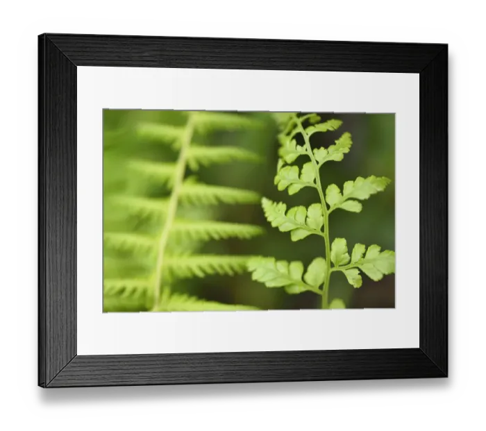 Framed Print : Close up of Ferns, Tangjiahe National Nature Reserve, Qingchuan County, Sichuan province Framed Print : Close up of Ferns, Tangjiahe National Nature Reserve, Qingchuan County, Sichuan province