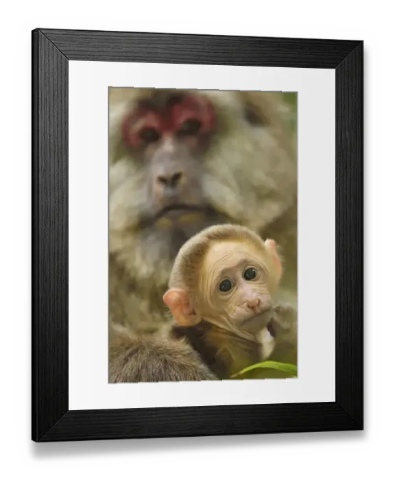 Framed Print : Tibetan macaque (Macaca thibetana) female with baby, Tangjiahe National Nature Reserve Framed Print : Tibetan macaque (Macaca thibetana) female with baby, Tangjiahe National Nature Reserve
