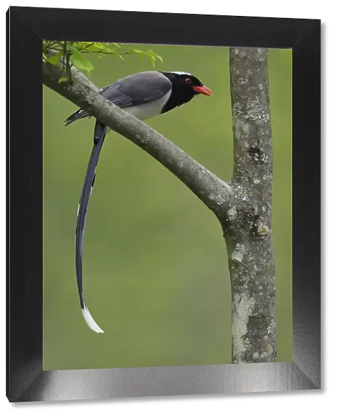 Red-billed blue magpie (Urocissa erythrorhyncha) perched on branch, Tangjiahe National