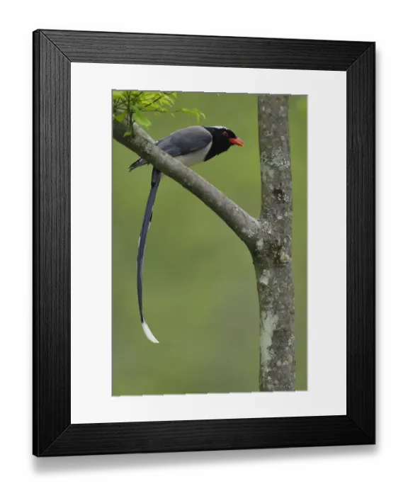 Framed Print : Red-billed blue magpie (Urocissa erythrorhyncha) perched on branch, Tangjiahe National Framed Print : Red-billed blue magpie (Urocissa erythrorhyncha) perched on branch, Tangjiahe National