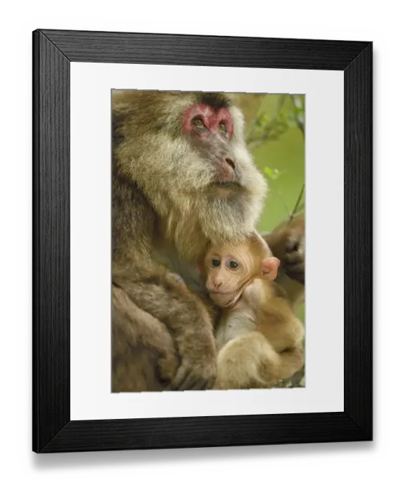 Framed Print : Tibetan macaque (Macaca thibetana) female with baby, Tangjiahe National Nature Reserve