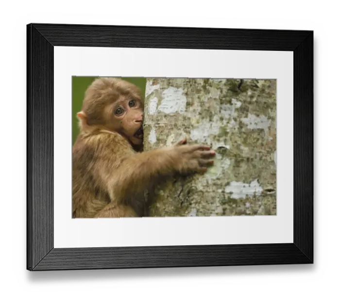 Framed Print : Tibetan macaque (Macaca thibetana) infant climbing tree, Tangjiahe National Nature Reserve Framed Print : Tibetan macaque (Macaca thibetana) infant climbing tree, Tangjiahe National Nature Reserve