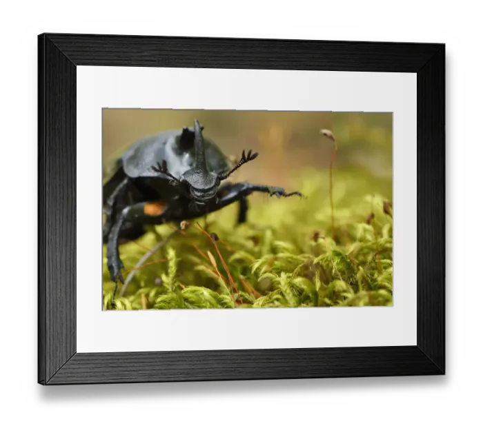 Framed Print : Rhinoceros beetle, (Oryctes sp) on a moss covered tree trunk, Tangjiahe National Nature Reserve Framed Print : Rhinoceros beetle, (Oryctes sp) on a moss covered tree trunk, Tangjiahe National Nature Reserve