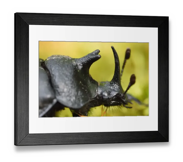Framed Print : Rhinoceros beetle, (Oryctes sp) on a moss covered tree trunk, Tangjiahe National Nature Reserve
