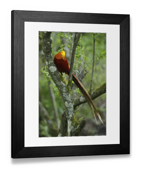 Framed Print : Golden pheasant (Chrysolophus pictus) male perched in tree, Tangjiahe National Nature Reserve Framed Print : Golden pheasant (Chrysolophus pictus) male perched in tree, Tangjiahe National Nature Reserve