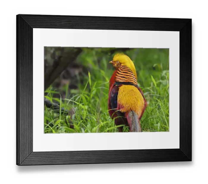 Framed Print : Golden pheasant (Chrysolophus pictus) male walking through the forest, Tangjiahe Framed Print : Golden pheasant (Chrysolophus pictus) male walking through the forest, Tangjiahe