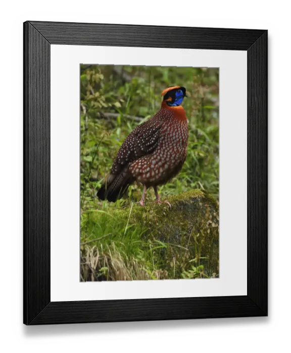 Framed Print : Temmincks tragopan (Tragopan temminckii) male bird walking throught the forest Framed Print : Temmincks tragopan (Tragopan temminckii) male bird walking throught the forest