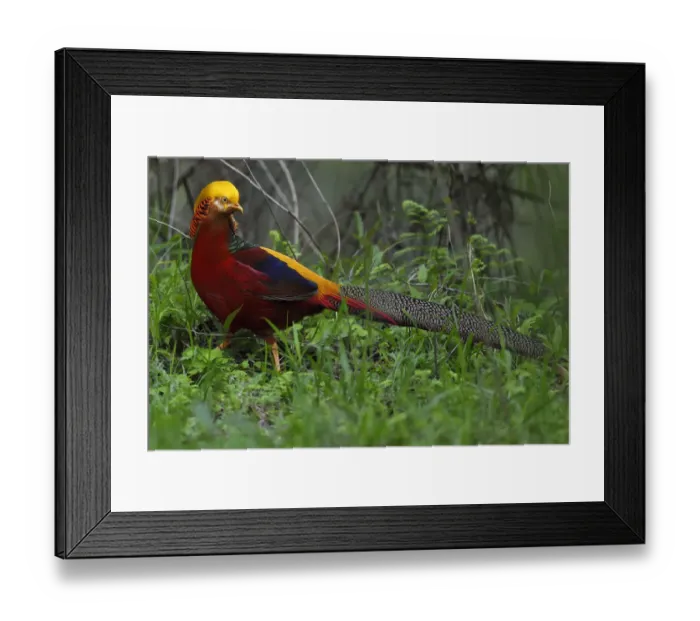 Framed Print : Golden pheasant (Chrysolophus pictus) male walking through the forest, Tangjiahe Framed Print : Golden pheasant (Chrysolophus pictus) male walking through the forest, Tangjiahe