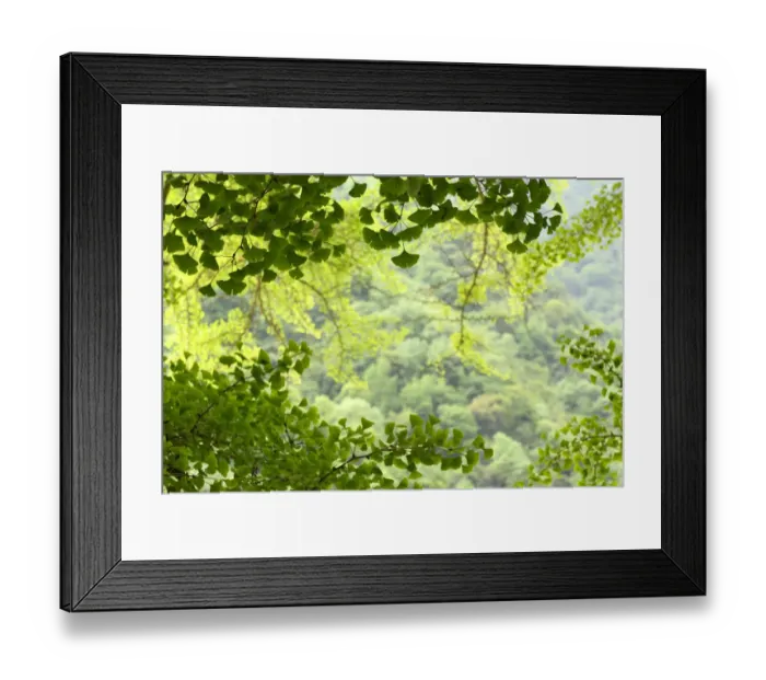 Framed Print : Leaves of a Ginkgo tree or Maidenhair tree (Ginkgo biloba) Tangjiahe National Nature Reserve Framed Print : Leaves of a Ginkgo tree or Maidenhair tree (Ginkgo biloba) Tangjiahe National Nature Reserve