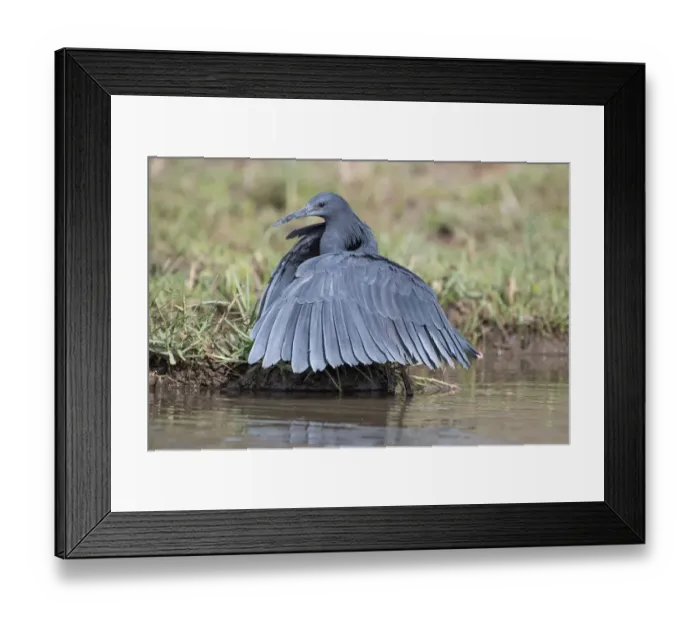 Framed Print : Black egret (Egretta ardesiaca) forming wings into umbrella whilst fishing, Gambia Framed Print : Black egret (Egretta ardesiaca) forming wings into umbrella whilst fishing, Gambia