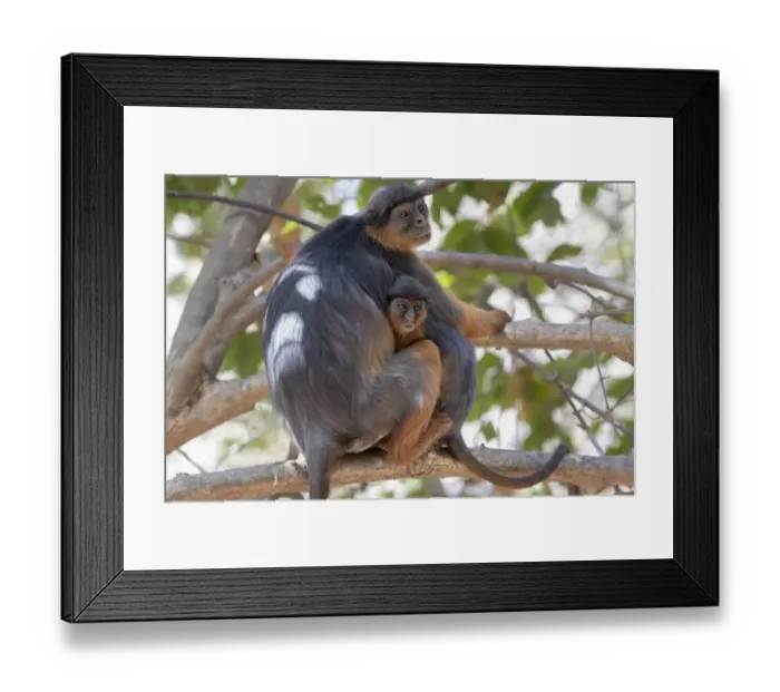 Framed Print : Temmincks western red colobus (Piliocolobus temminckii) female and baby sitting in tree