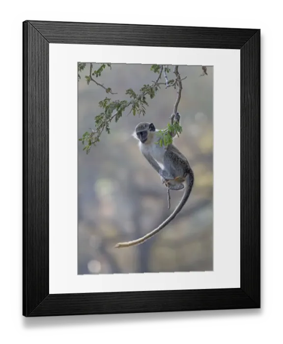 Framed Print : Green monkey (Chlorocebus sabaeus) swinging on branch, Gambia Framed Print : Green monkey (Chlorocebus sabaeus) swinging on branch, Gambia