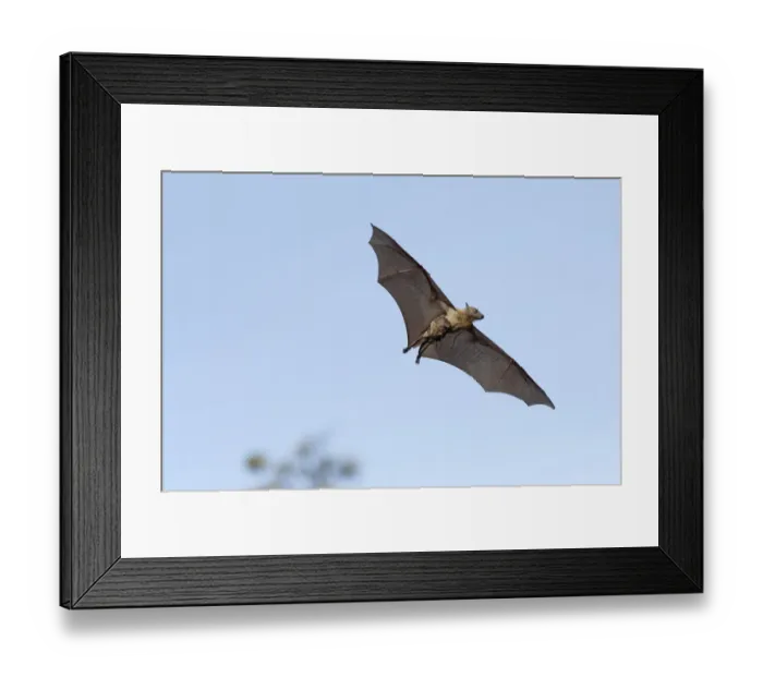 Framed Print : Straw-coloured fruit bat (Eidolon helvum), female flying carrying pup on front. Lamin, Gambia Framed Print : Straw-coloured fruit bat (Eidolon helvum), female flying carrying pup on front. Lamin, Gambia