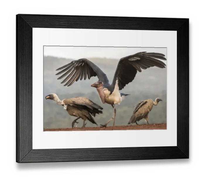 Framed Print : RF - Marabou (Leptoptilos crumenifer) with Whitebacked vultures (Gyps africanus) Framed Print : RF - Marabou (Leptoptilos crumenifer) with Whitebacked vultures (Gyps africanus)