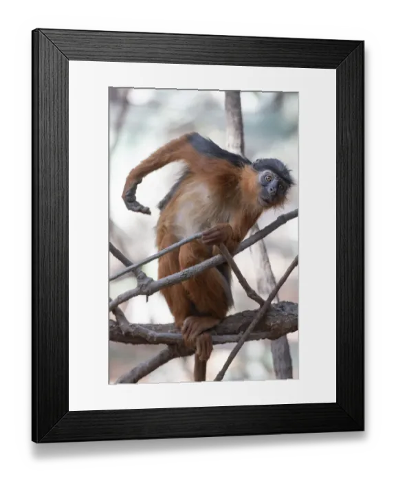 Framed Print : Temmincks western red colobus (Piliocolobus temminckii) sitting in tree, Gambia Framed Print : Temmincks western red colobus (Piliocolobus temminckii) sitting in tree, Gambia