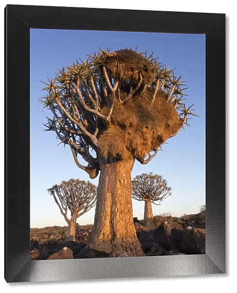Sociable weaver (Philetairus socius) nest in quiver tree (Aloidendron dichotomum)