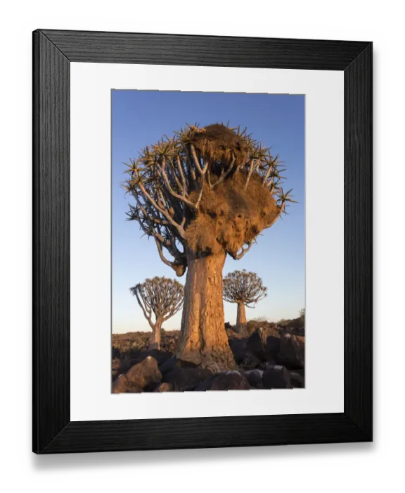 Framed Print : Sociable weaver (Philetairus socius) nest in quiver tree (Aloidendron dichotomum) Framed Print : Sociable weaver (Philetairus socius) nest in quiver tree (Aloidendron dichotomum)