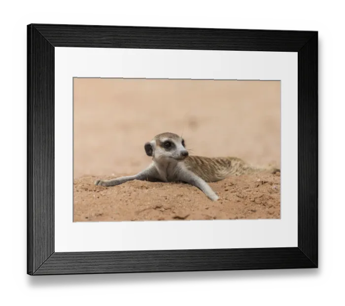 Framed Print : RF - Meerkat (Suricata suricatta) resting on cool sand, Kgalagadi Transfrontier Park, South Africa
