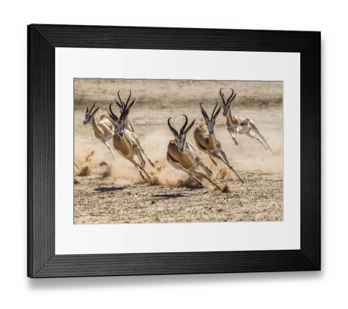 Framed Print : Springbok (Antidorcas marsupialis) herd fleeing predator, Kgalagadi Transfrontier Park Framed Print : Springbok (Antidorcas marsupialis) herd fleeing predator, Kgalagadi Transfrontier Park