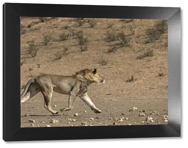 RF - Lion (Panthera leo) male running in desert, Kgalagadi Transfrontier Park, South Africa