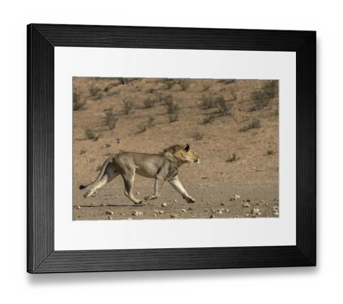 Framed Print : RF - Lion (Panthera leo) male running in desert, Kgalagadi Transfrontier Park, South Africa Framed Print : RF - Lion (Panthera leo) male running in desert, Kgalagadi Transfrontier Park, South Africa