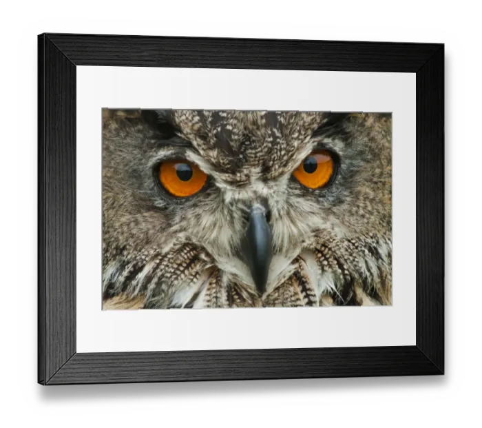 Framed Print : RF - Eagle owl (Bubo bubo) close-up of head. Captive, Netherlands. August Framed Print : RF - Eagle owl (Bubo bubo) close-up of head. Captive, Netherlands. August