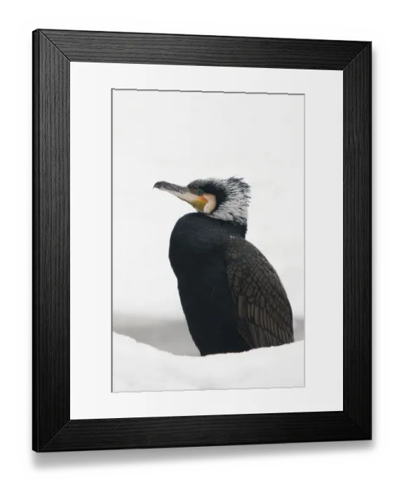 Framed Print : Great cormorant (Phalacrocorax carbo) in snow. Netherlands. January Framed Print : Great cormorant (Phalacrocorax carbo) in snow. Netherlands. January