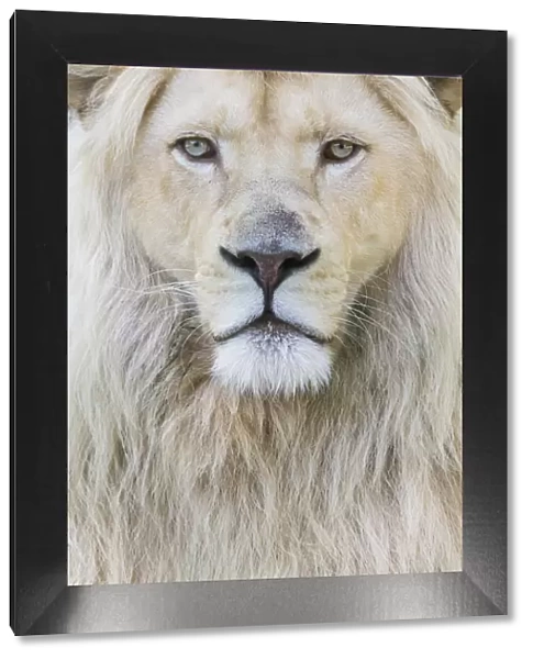 RF - White lion (Panthera leo) male, portrait of head. Captive, Netherlands
