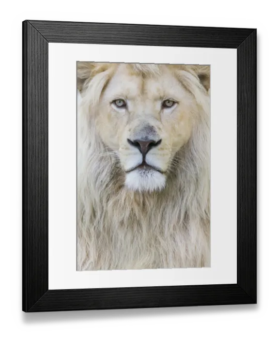 Framed Print : RF - White lion (Panthera leo) male, portrait of head. Captive, Netherlands Framed Print : RF - White lion (Panthera leo) male, portrait of head. Captive, Netherlands