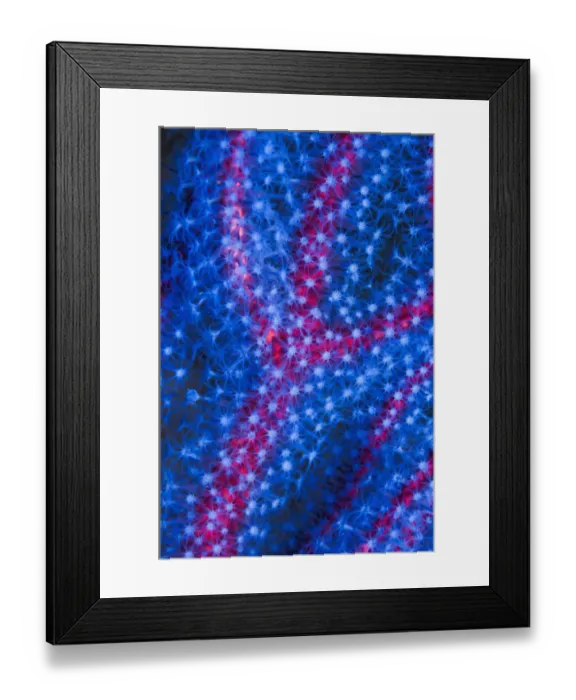 Framed Print : Polyps on gorgonian fan coral. West Papua, Indonesia Framed Print : Polyps on gorgonian fan coral. West Papua, Indonesia