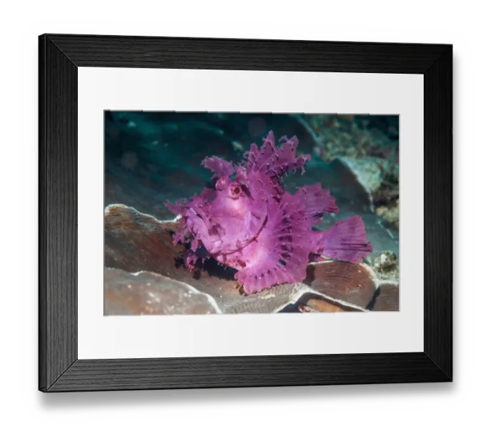 Framed Print : Paddle-flap scorpionfish (Rhinopias eschmeyeri) Puerto Galera, Philippines Framed Print : Paddle-flap scorpionfish (Rhinopias eschmeyeri) Puerto Galera, Philippines