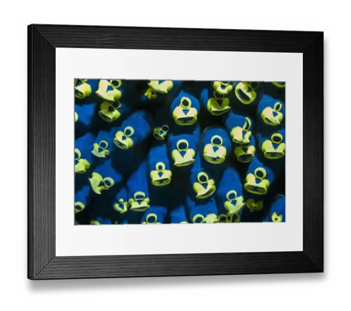 Framed Print : Goldring tunicate (Clavelina robusta) Puerto Galera, Philippines