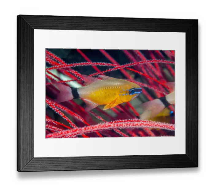 Framed Print : Ring-tailed Cardinalfish (Apogon aureus) West Papua, Indonesia Framed Print : Ring-tailed Cardinalfish (Apogon aureus) West Papua, Indonesia
