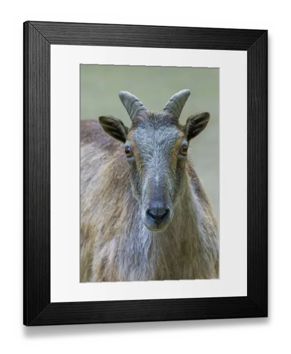 Framed Print : Himalayan tahr (Hemitragus jemlahicus) female. Captive, Netherlands Framed Print : Himalayan tahr (Hemitragus jemlahicus) female. Captive, Netherlands