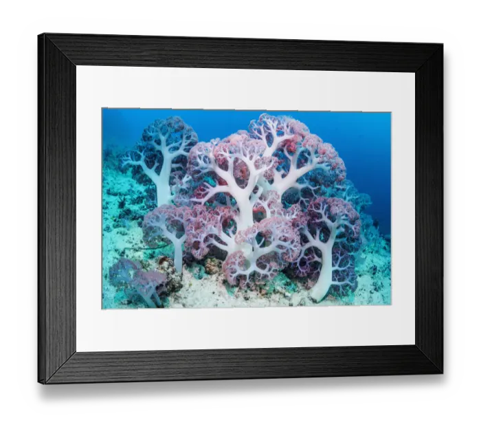 Framed Print : RF - Soft coral (Dendronephthya sp. ) growing on sea bed. West Papua, Indonesia Framed Print : RF - Soft coral (Dendronephthya sp. ) growing on sea bed. West Papua, Indonesia