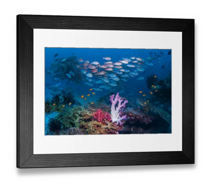 Framed Print : RF - Shoal of Slender pinjalo snappers (Pinjalo lewisi) swimming over soft corals on coral reef