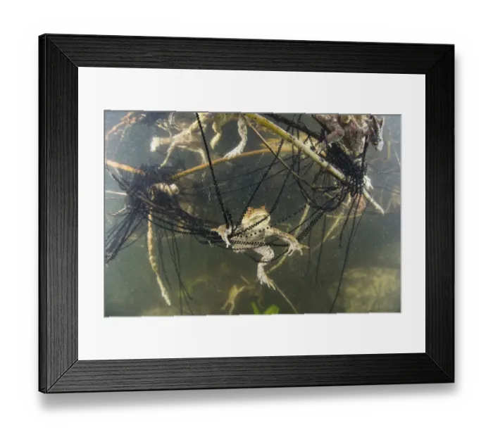 Framed Print : Underwater view of Toads (Bufo bufo) and toadspawn in lake, Ain, Alps, France Framed Print : Underwater view of Toads (Bufo bufo) and toadspawn in lake, Ain, Alps, France