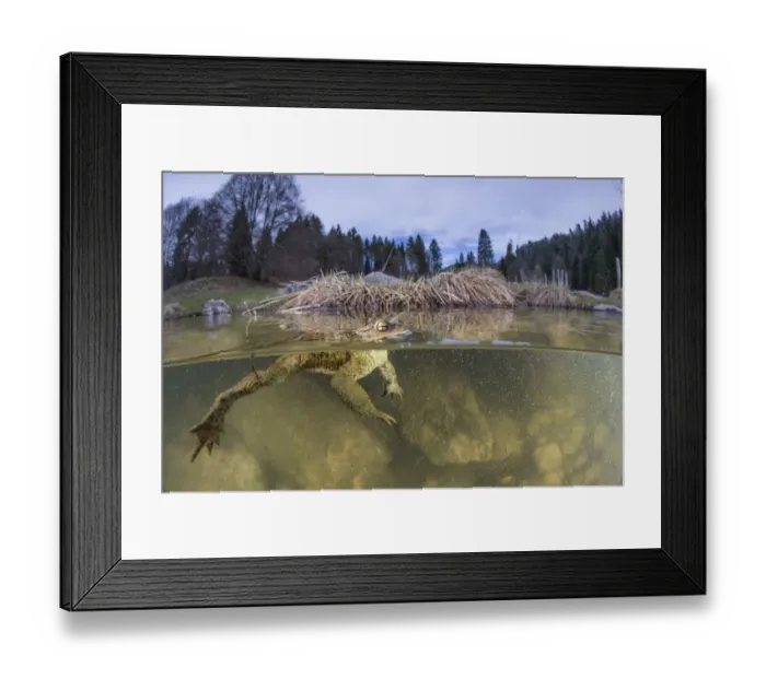 Framed Print : Split level view of Common toad male (Bufo bufo) waiting for a female during Framed Print : Split level view of Common toad male (Bufo bufo) waiting for a female during