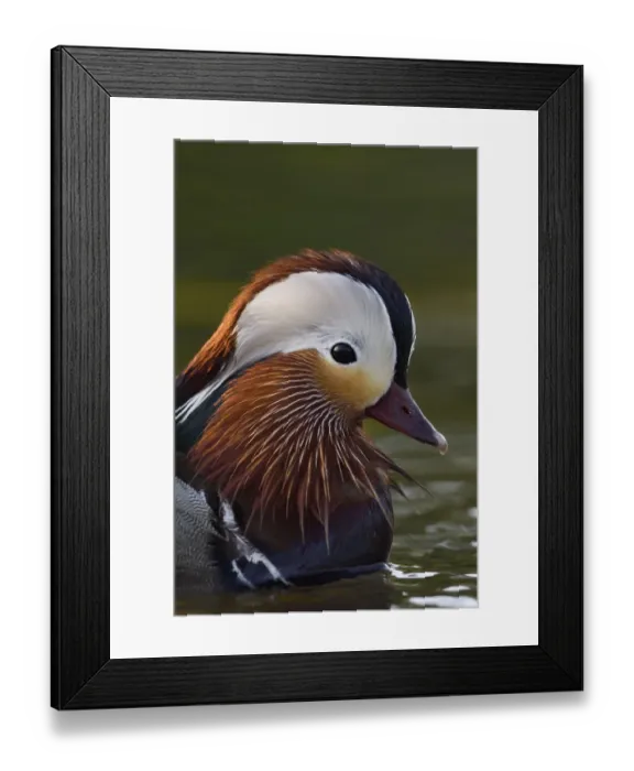 Framed Print : Mandarin duck (Aix galericulata) male swimming on water in the Beijing area, China, May