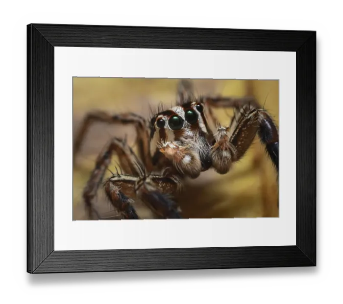 Framed Print : Jumping spider (Salticidae sp), close up. Wuliangshan Nature Reserve, Jingdong, Yunnan Province Framed Print : Jumping spider (Salticidae sp), close up. Wuliangshan Nature Reserve, Jingdong, Yunnan Province
