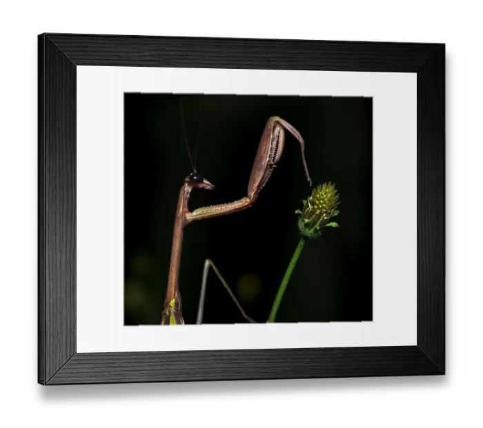 Framed Print : Praying mantis (Tenodera sp) on plant at night. Wuliangshan Nature Reserve, Jingdong Framed Print : Praying mantis (Tenodera sp) on plant at night. Wuliangshan Nature Reserve, Jingdong