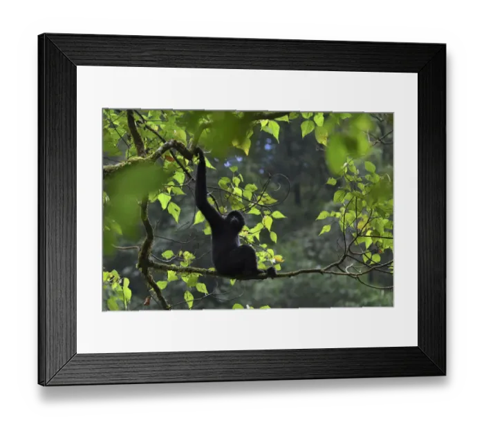 Framed Print : Central Yunnan black crested gibbon (Nomascus concolor jingdongensis), male sitting in tree