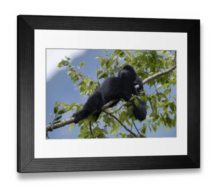 Framed Print : Central Yunnan black crested gibbon (Nomascus concolor jingdongensis), alpha male lounging in tree Framed Print : Central Yunnan black crested gibbon (Nomascus concolor jingdongensis), alpha male lounging in tree