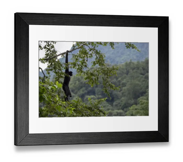 Framed Print : Central Yunnan black crested gibbon (Nomascus concolor jingdongensis), alpha male hanging from tree Framed Print : Central Yunnan black crested gibbon (Nomascus concolor jingdongensis), alpha male hanging from tree