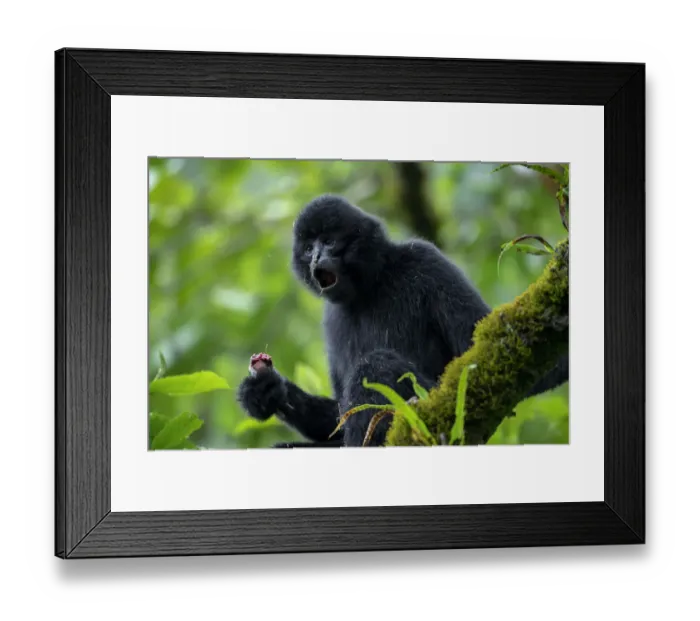 Framed Print : Central Yunnan black crested gibbon (Nomascus concolor jingdongensis), alpha male Framed Print : Central Yunnan black crested gibbon (Nomascus concolor jingdongensis), alpha male