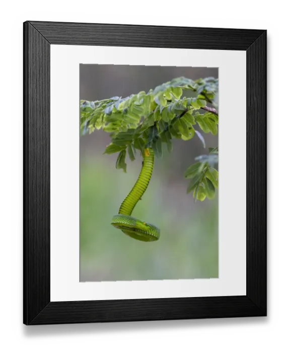 Framed Print : Yunnan bamboo pitviper (Trimeresurus stejnegerii yunnanensis) hanging from branch Framed Print : Yunnan bamboo pitviper (Trimeresurus stejnegerii yunnanensis) hanging from branch