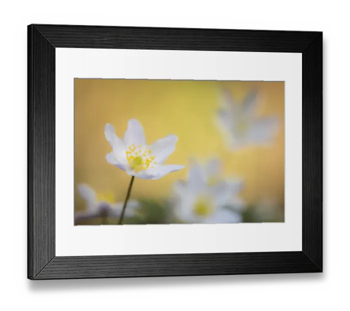 Framed Print : Wood anemone flower (Anemone nemorosa) Devon, UK. April Framed Print : Wood anemone flower (Anemone nemorosa) Devon, UK. April