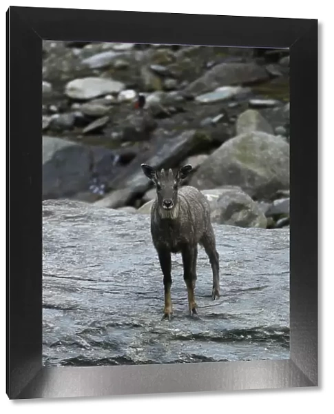 Chinese or Long-tailed goral (Naemorhedus griseus) standing on a stone by a river